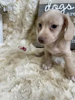 Ralph, a male Miniature Dachshund for sale in Newton, IA – 3 of 3
