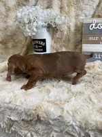 Cecilia, a female Miniature Dachshund for sale in Newton, IA – 4 of 6