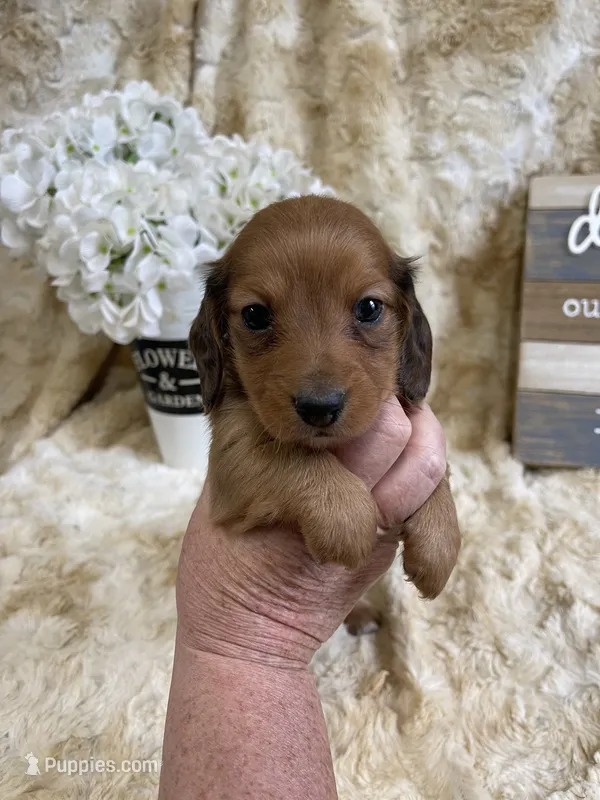 Rodger – Miniature Dachshund puppy for sale in Newton, IA