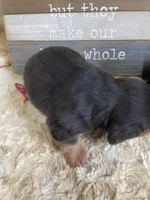 Pipper, a female Miniature Dachshund for sale in Newton, IA – 5 of 5