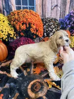 Savanah, a female Cocker Spaniel for sale in Newton, IA – 3 of 3