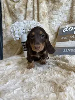 Johhnie, a male Miniature Dachshund for sale in Newton, IA – 5 of 5