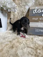 Topanga, a female Miniature Dachshund for sale in Newton, IA – 3 of 5