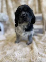 Hillie, a female Cocker Spaniel for sale in Newton, IA – 3 of 5