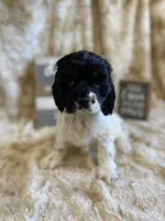 Cindy , a female Cocker Spaniel for sale in Newton, IA – 1 of 4