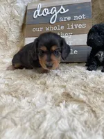 Pipper, a female Miniature Dachshund for sale in Newton, IA – 2 of 5