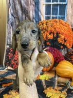 Sally, a female Miniature Dachshund for sale in Newton, IA – 3 of 6