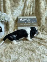 Knox, a male Miniature Dachshund for sale in Newton, IA – 5 of 6