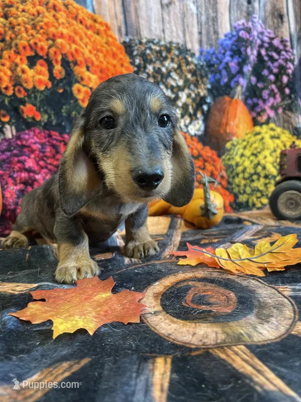 Bruno – Miniature Dachshund puppy for sale in Newton, IA