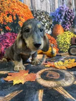 Bruno, a male Miniature Dachshund for sale in Newton, IA – 1 of 5