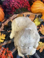 Tank, a male Cocker Spaniel for sale in Newton, IA – 3 of 4