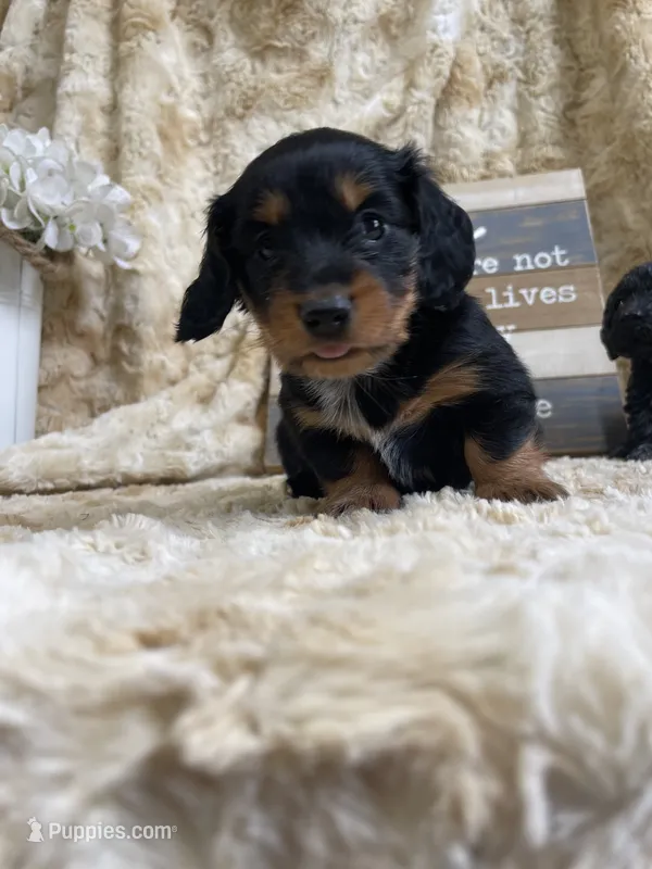 Hattie – Miniature Dachshund puppy for sale in Newton, IA