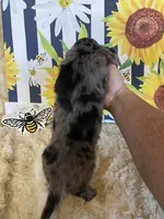 Bones, a male Miniature Dachshund for sale in Newton, IA – Photo 3 of 3