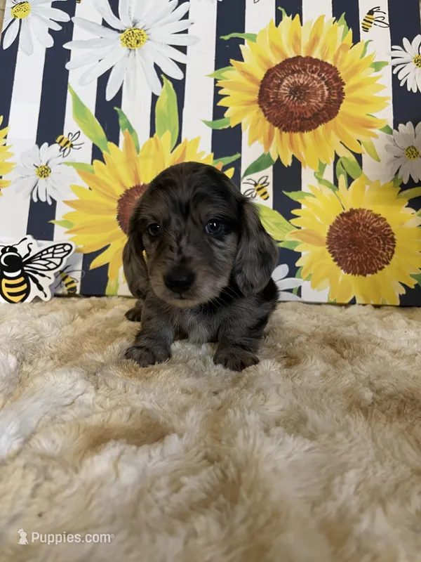Bones, a male Miniature Dachshund for sale in Newton, IA – Photo 1 of 3