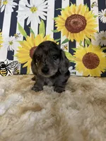 Bones, a male Miniature Dachshund for sale in Newton, IA – Photo 1 of 3