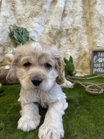 Jeffery, a male Cocker Spaniel for sale in Newton, IA – Photo 3 of 3