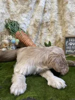 Jeffery, a male Cocker Spaniel for sale in Newton, IA – Photo 2 of 3