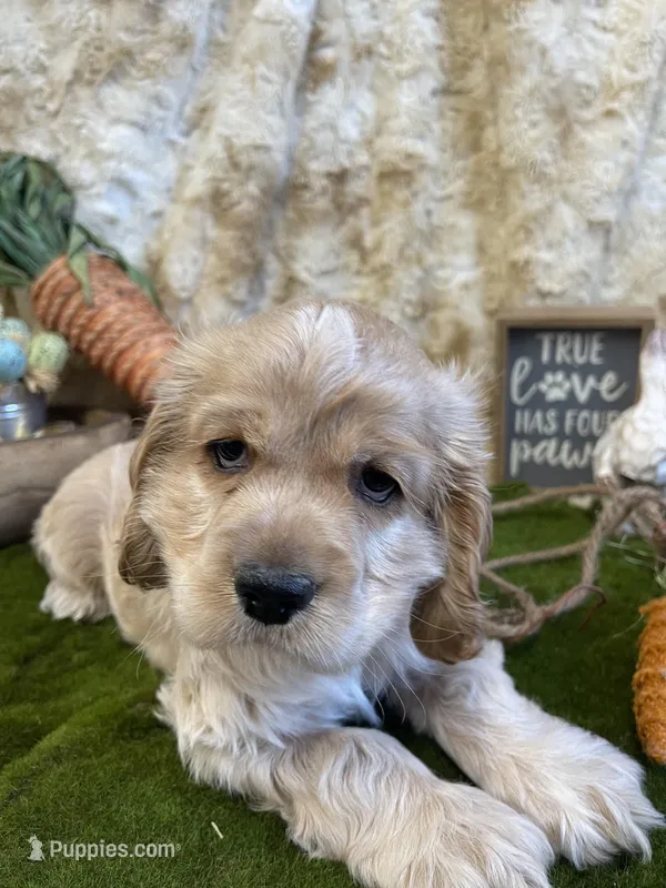 Jeffery – Cocker Spaniel puppy for sale in Newton, IA
