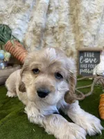 Jeffery, a male Cocker Spaniel for sale in Newton, IA – Photo 1 of 3