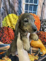 Sally, a female Miniature Dachshund for sale in Newton, IA – 4 of 6