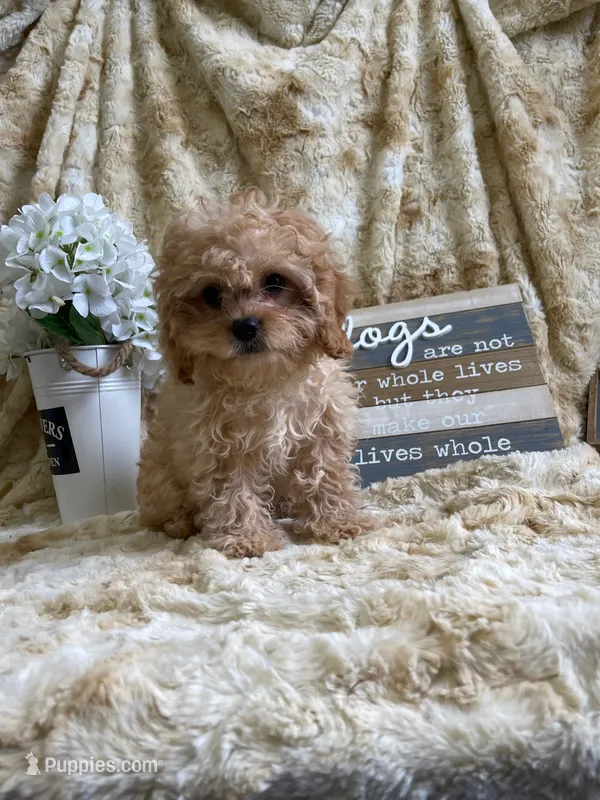 Bruno – Cavapoo puppy for sale in Newton, IA