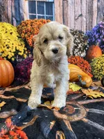Savanah, a female Cocker Spaniel for sale in Newton, IA – 2 of 3