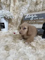 Linus, a male Miniature Dachshund for sale in Newton, IA – 2 of 5