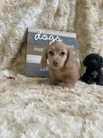 Linus, a male Miniature Dachshund for sale in Newton, IA – 3 of 5