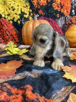 Dottie, a female Miniature Dachshund for sale in Newton, IA – 4 of 6