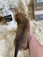 Rodger, a male Miniature Dachshund for sale in Newton, IA – 2 of 2