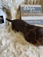 Johhnie, a male Miniature Dachshund for sale in Newton, IA – 3 of 5