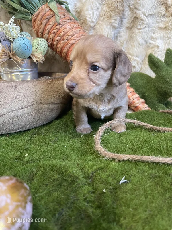 Peach – Miniature Dachshund puppy for sale in Newton, IA
