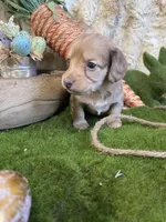 Peach, a female Miniature Dachshund for sale in Newton, IA – Photo 1 of 5