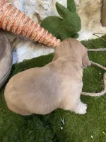 Peach, a female Miniature Dachshund for sale in Newton, IA – Photo 4 of 5