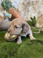 Peach, a female Miniature Dachshund for sale in Newton, IA – Photo 5 of 5