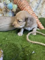 Peach, a female Miniature Dachshund for sale in Newton, IA – Photo 2 of 5