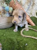 Peach, a female Miniature Dachshund for sale in Newton, IA – Photo 3 of 5