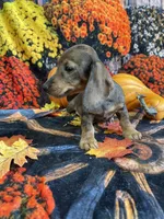 Sally, a female Miniature Dachshund for sale in Newton, IA – 2 of 6