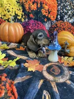 Buster, a male Miniature Dachshund for sale in Newton, IA – 2 of 5