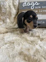 Sprocket, a male Miniature Dachshund for sale in Newton, IA – 3 of 4