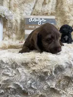 Godiva , a female Miniature Dachshund for sale in Newton, IA – 2 of 5