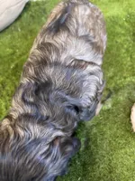 Jazmine , a female Cocker Spaniel for sale in Newton, IA – Photo 2 of 5