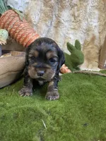 Jazmine , a female Cocker Spaniel for sale in Newton, IA – Photo 5 of 5