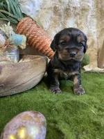 Jazmine , a female Cocker Spaniel for sale in Newton, IA – Photo 3 of 5
