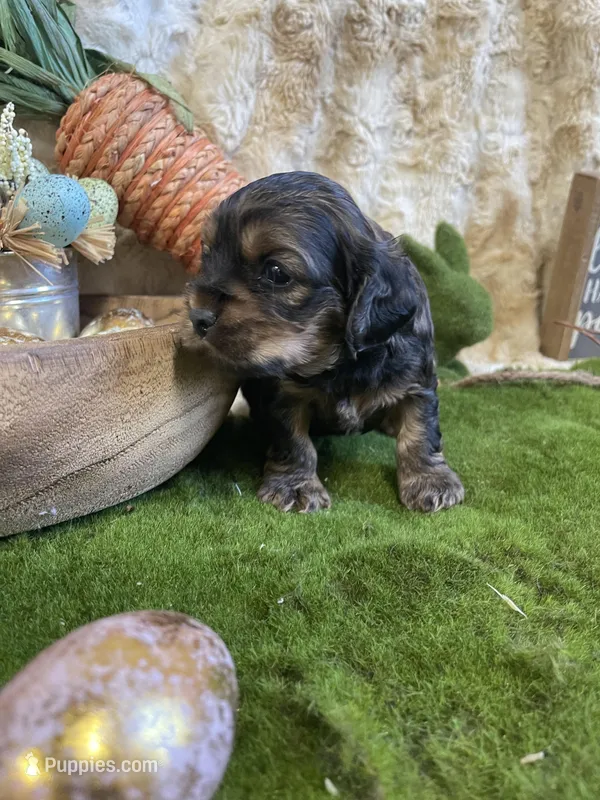 Jazmine  – Cocker Spaniel puppy for sale in Newton, IA