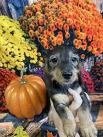 Buster, a male Miniature Dachshund for sale in Newton, IA – 4 of 5