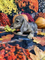 Dottie, a female Miniature Dachshund for sale in Newton, IA – 6 of 6