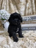 Onyx, a male Cockapoo for sale in Newton, IA – 1 of 2