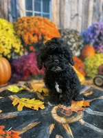 Gus gus, a male Cavapoo for sale in Newton, IA – 3 of 3