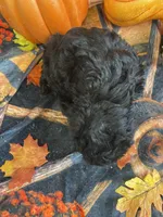 Malcom , a male Cavapoo for sale in Newton, IA – 3 of 4